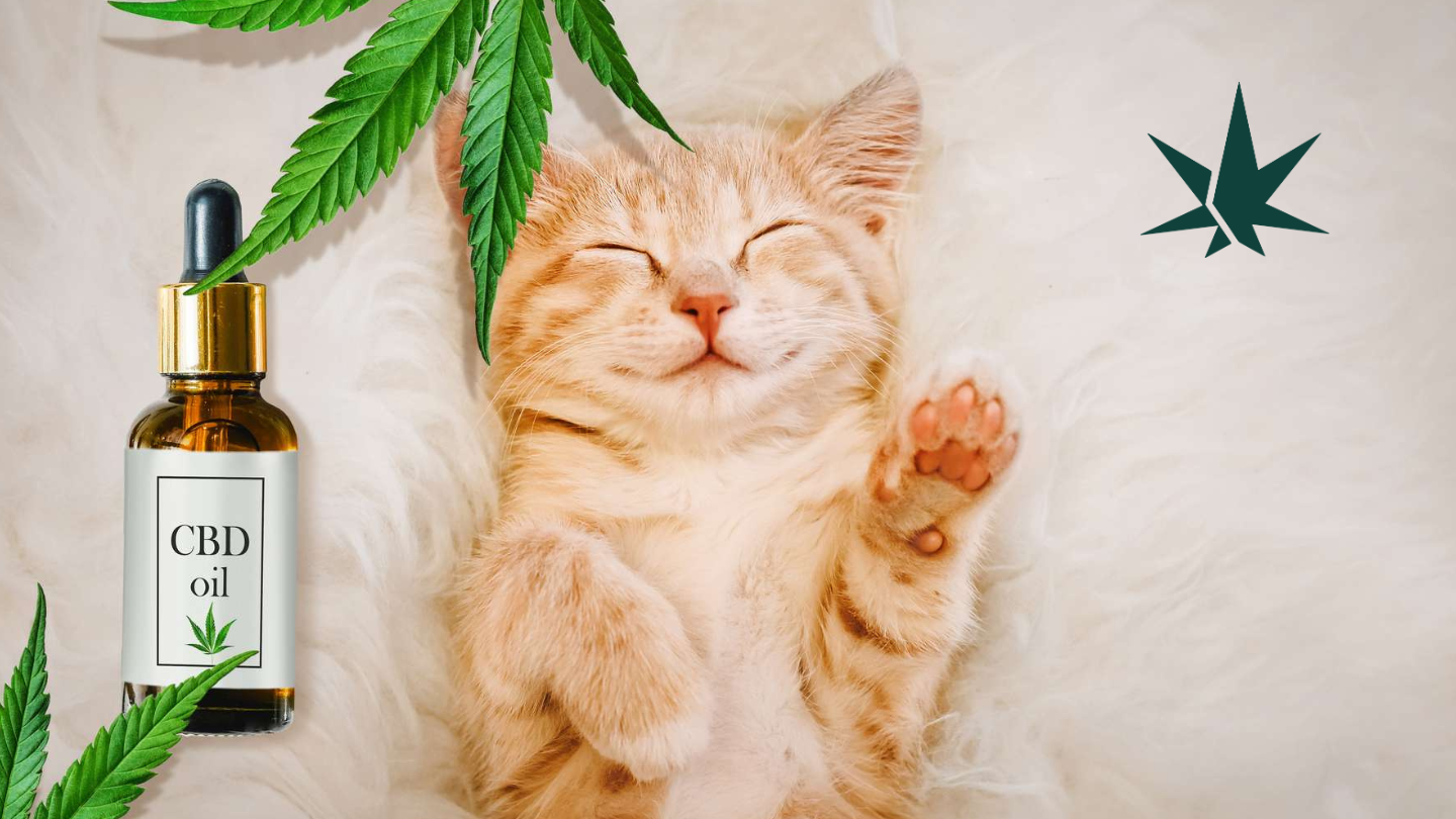 Le CBD pour les animaux : tout ce qu'il faut savoir