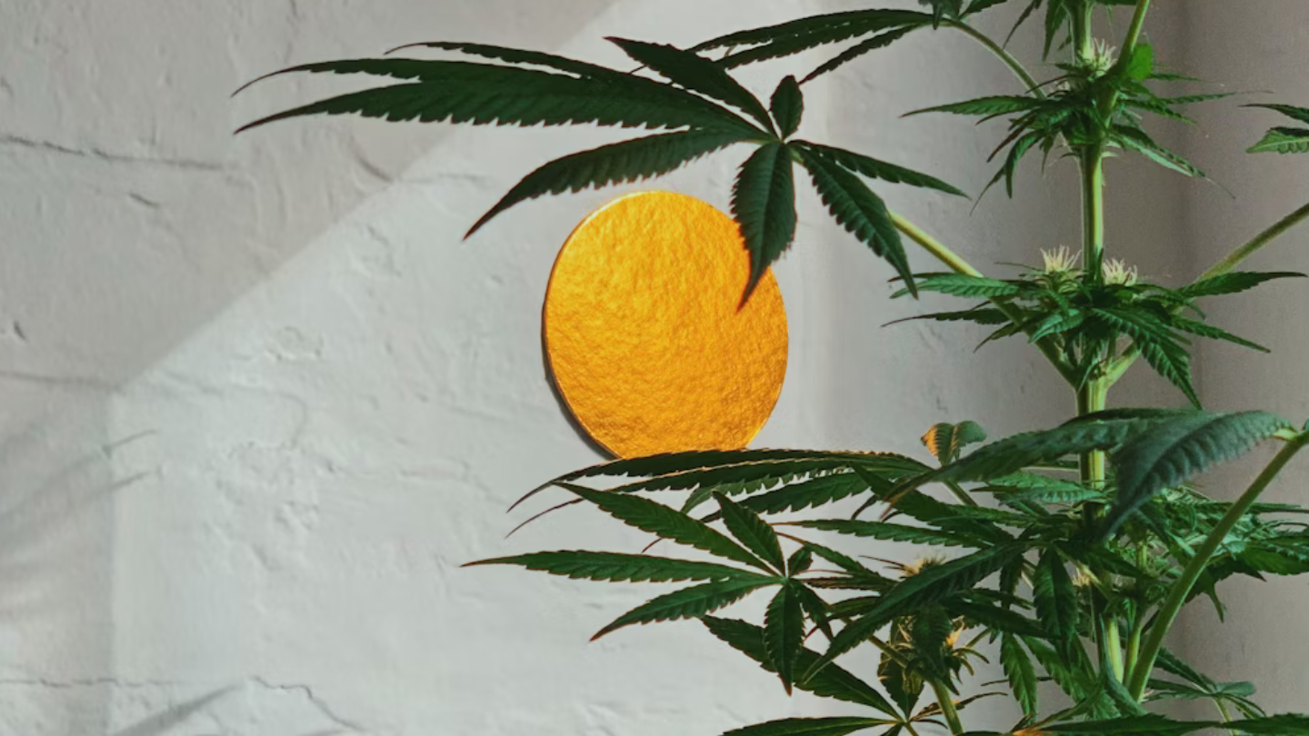 Combien de fois par jour prendre du CBD ?