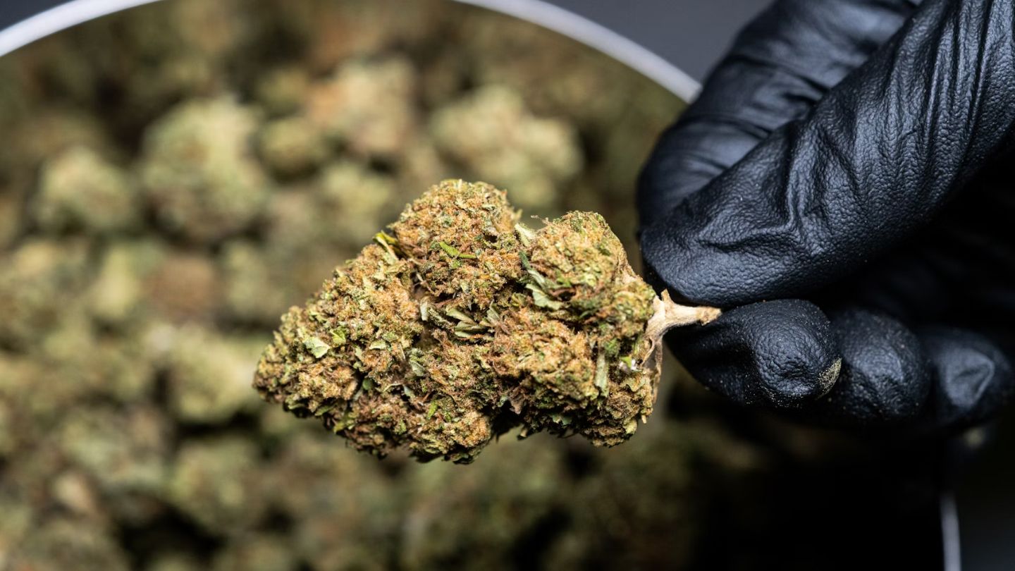 Le CBD peut-il vous faire planer ? Mythes et réalités