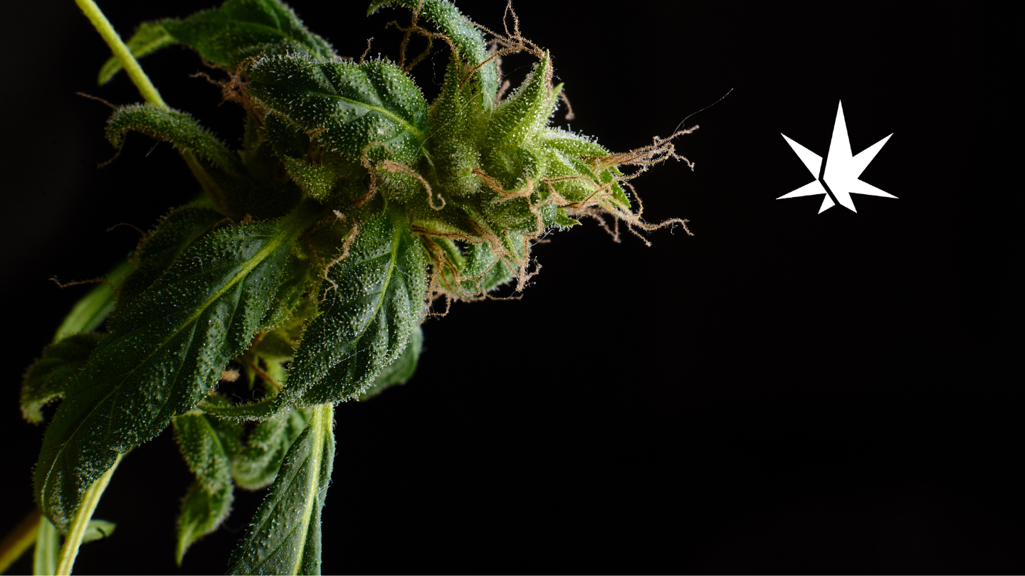 Top 6 des erreurs à éviter lors de l’achat de CBD