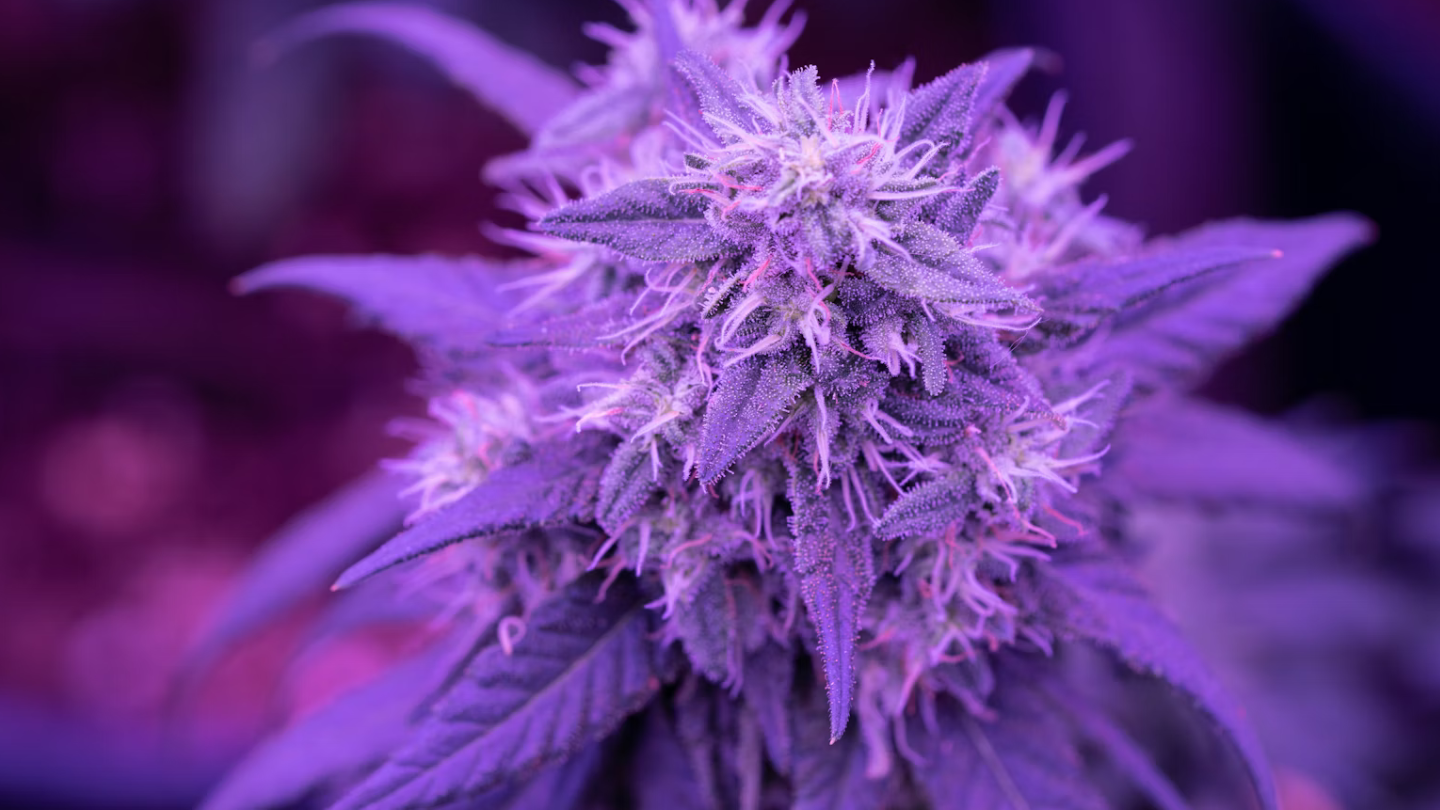 Plante de cannabis : comprendre la plante de A à Z