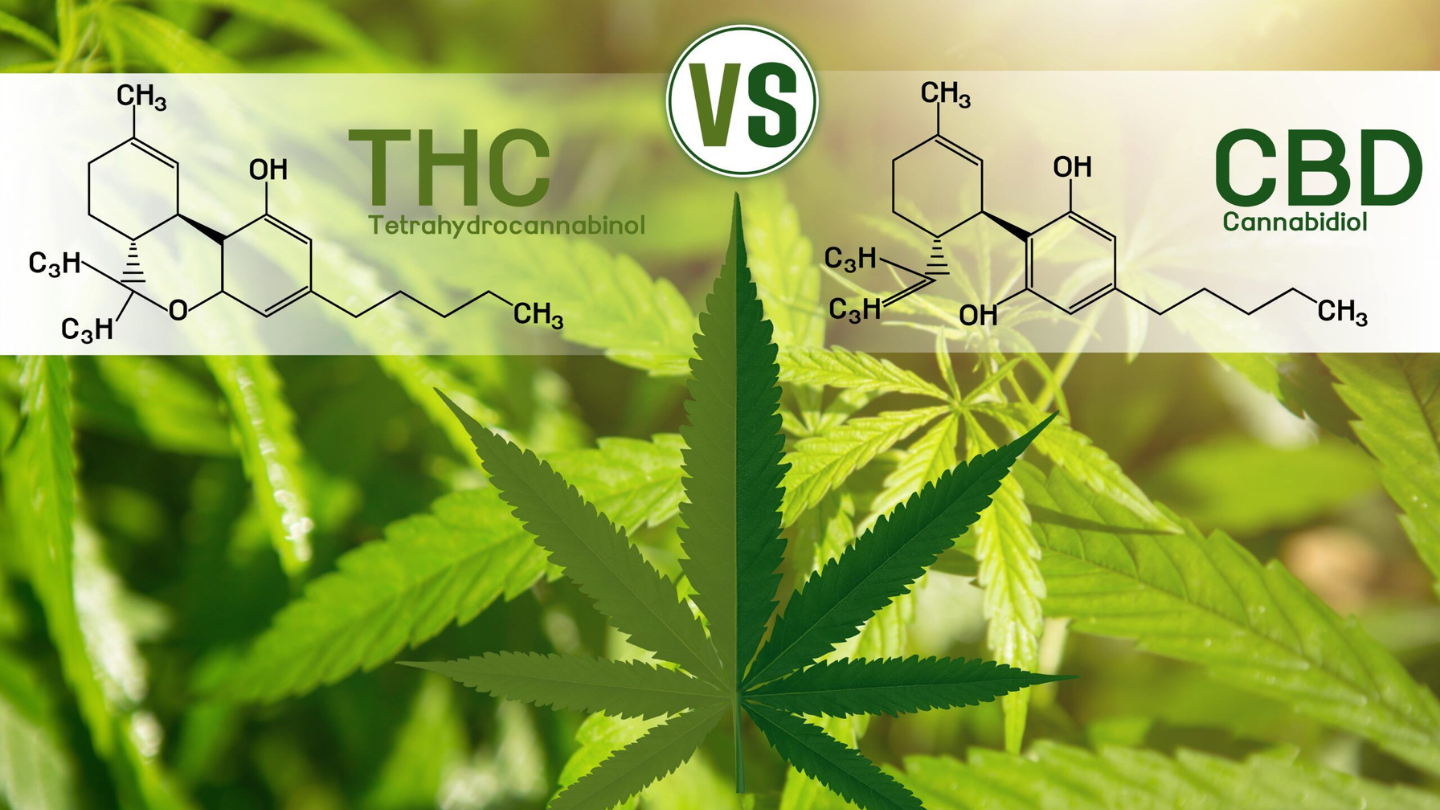 CBD et THC : les vraies différences expliquées simplement