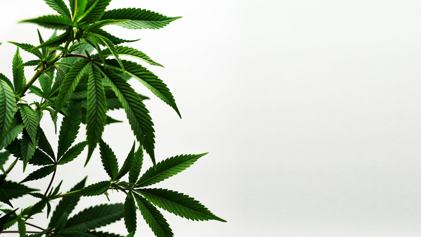 Le CBD n’est pas pour tout le monde (et c’est OK)