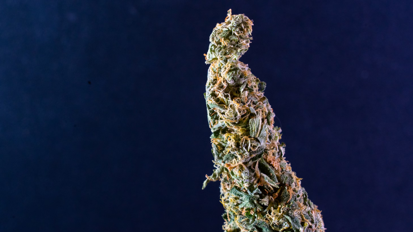 Indica vs Sativa : Le grand face-à-face du cannabis