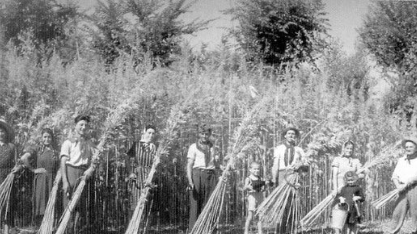 Italie : quand l’extrême droite sacrifie le CBD sur l’autel de l’idéologie