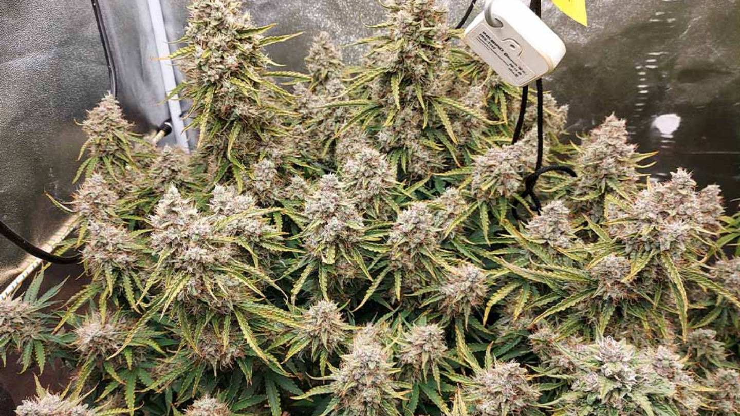 White Widow CBD : histoire, effets et pourquoi cette fleur est devenue culte