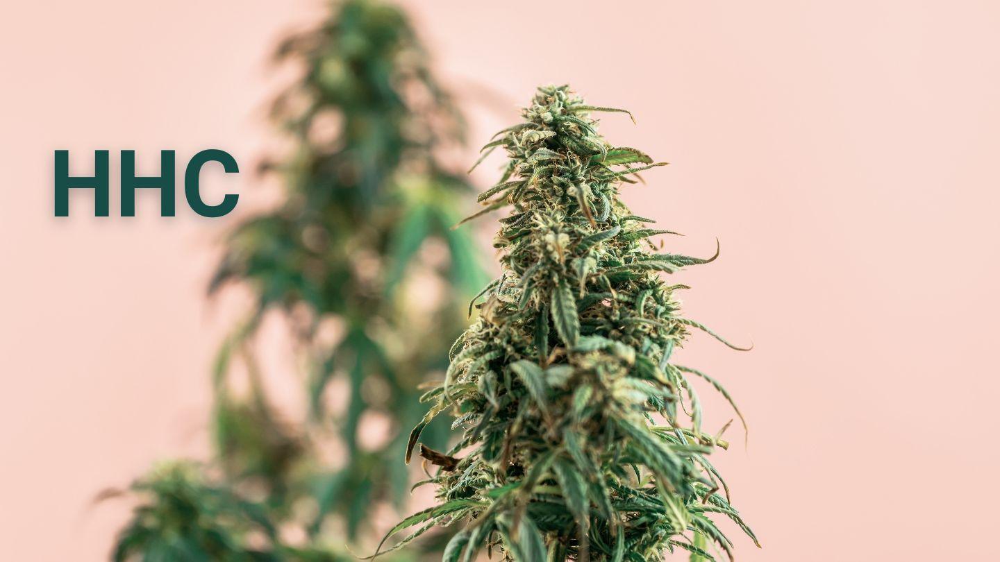 Qu’est-ce que le HHC ? - MY CHANVRE CBD