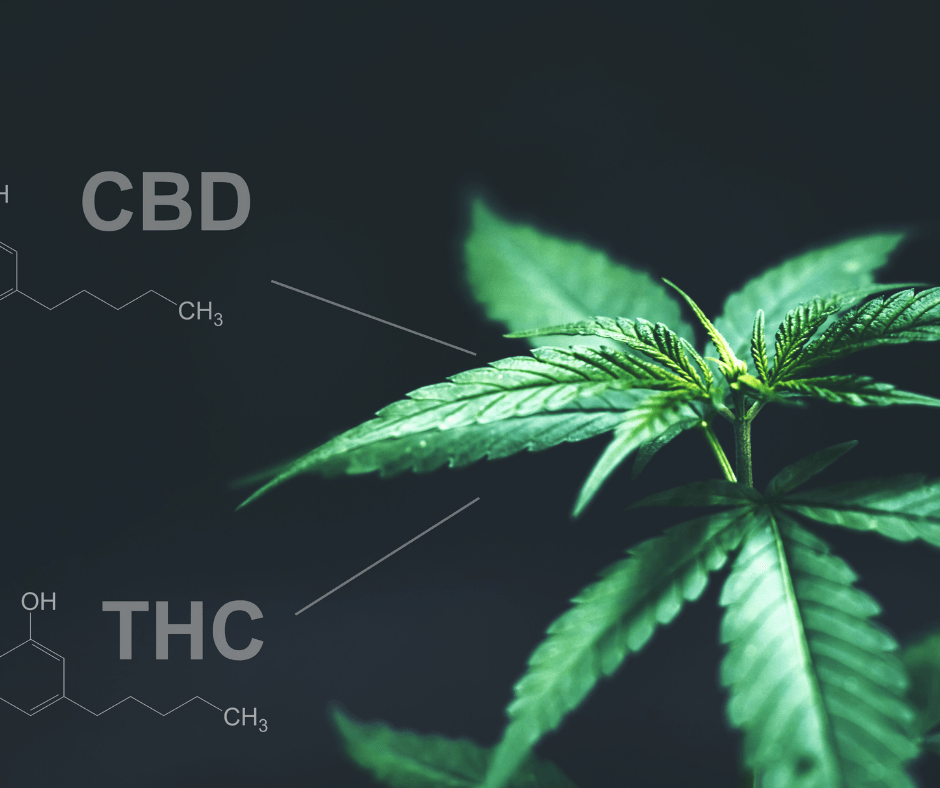 CBD vs THC - MY CHANVRE CBD