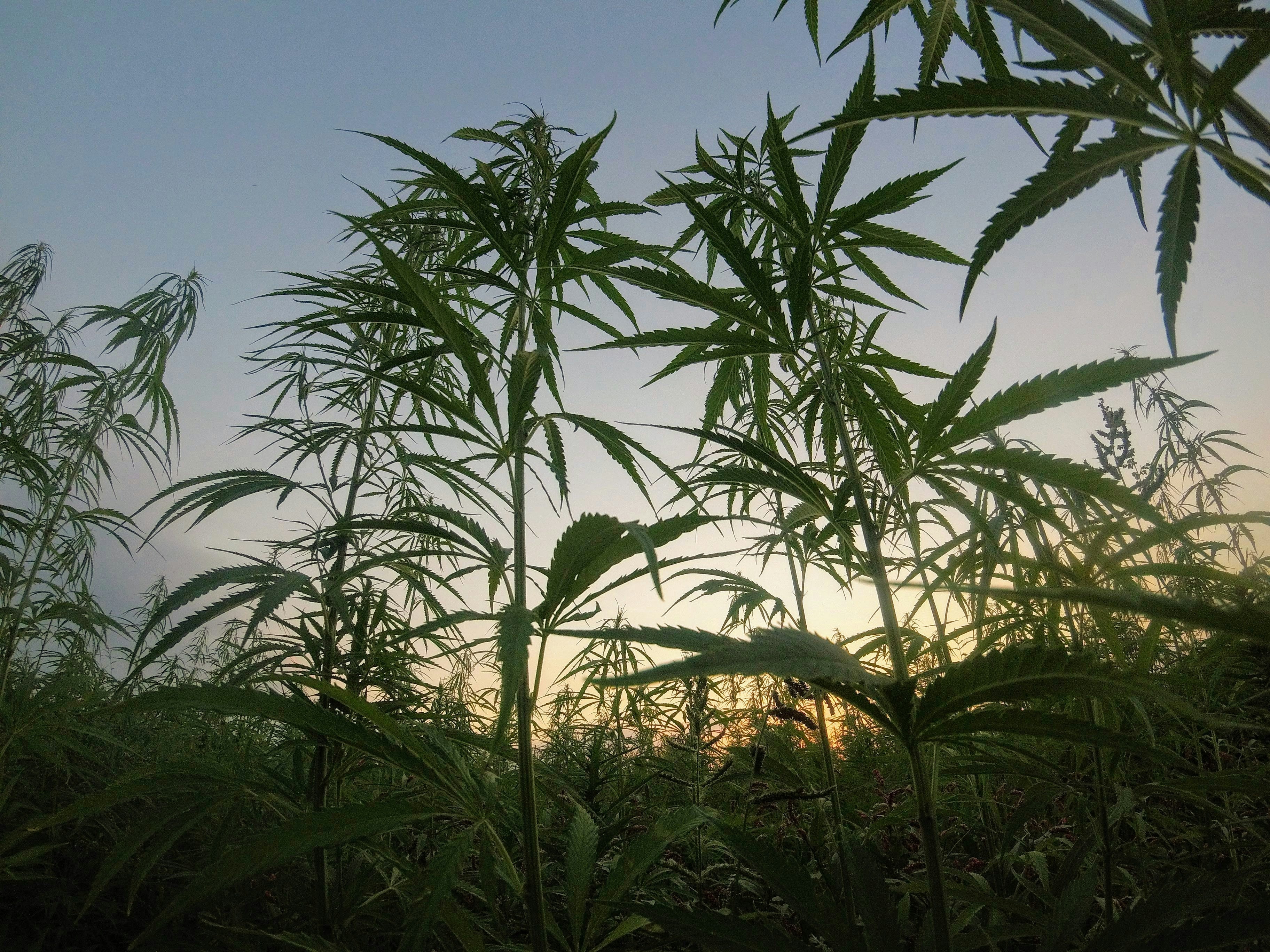 FLEURS DE CBD INDOOR, OUTDOOR OU GREENHOUSE : ON T'EXPLIQUE TOUT