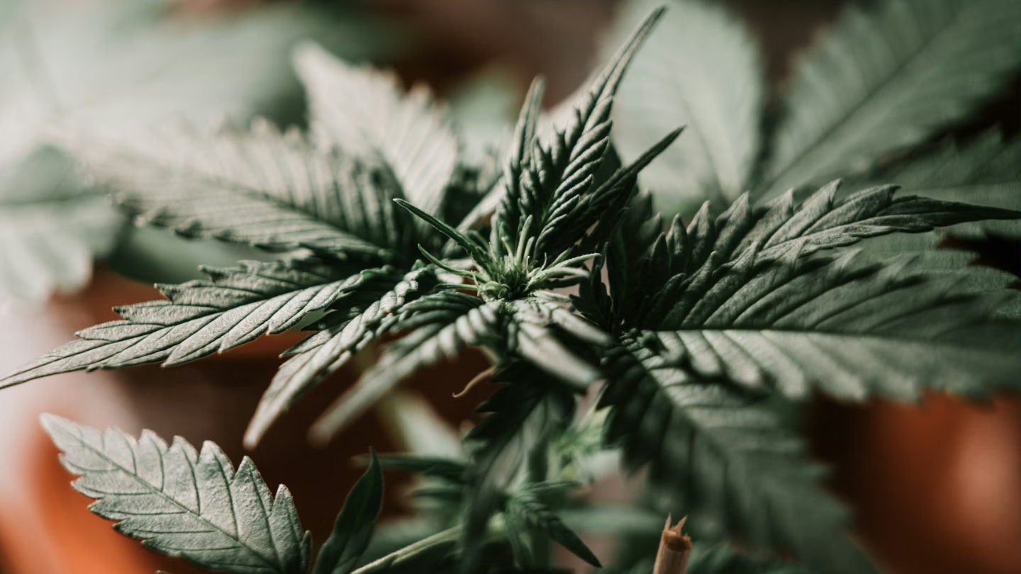 Feuilles de cannabis en gros plan