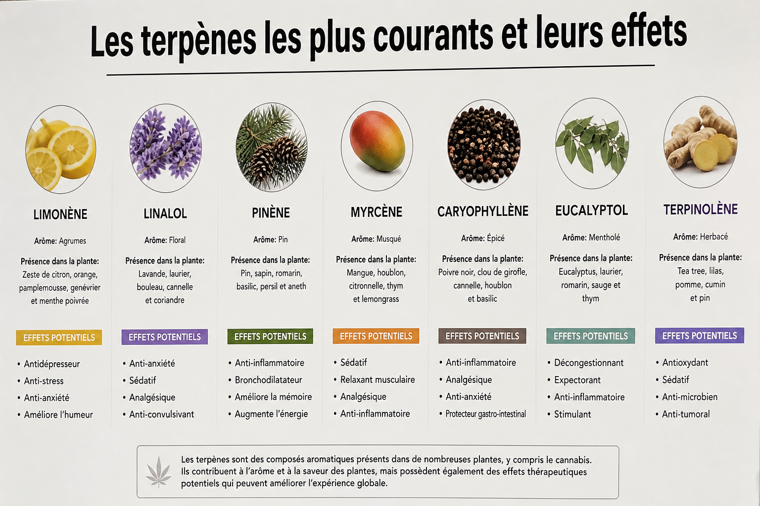 Les terpènes les plus courants et leurs effets