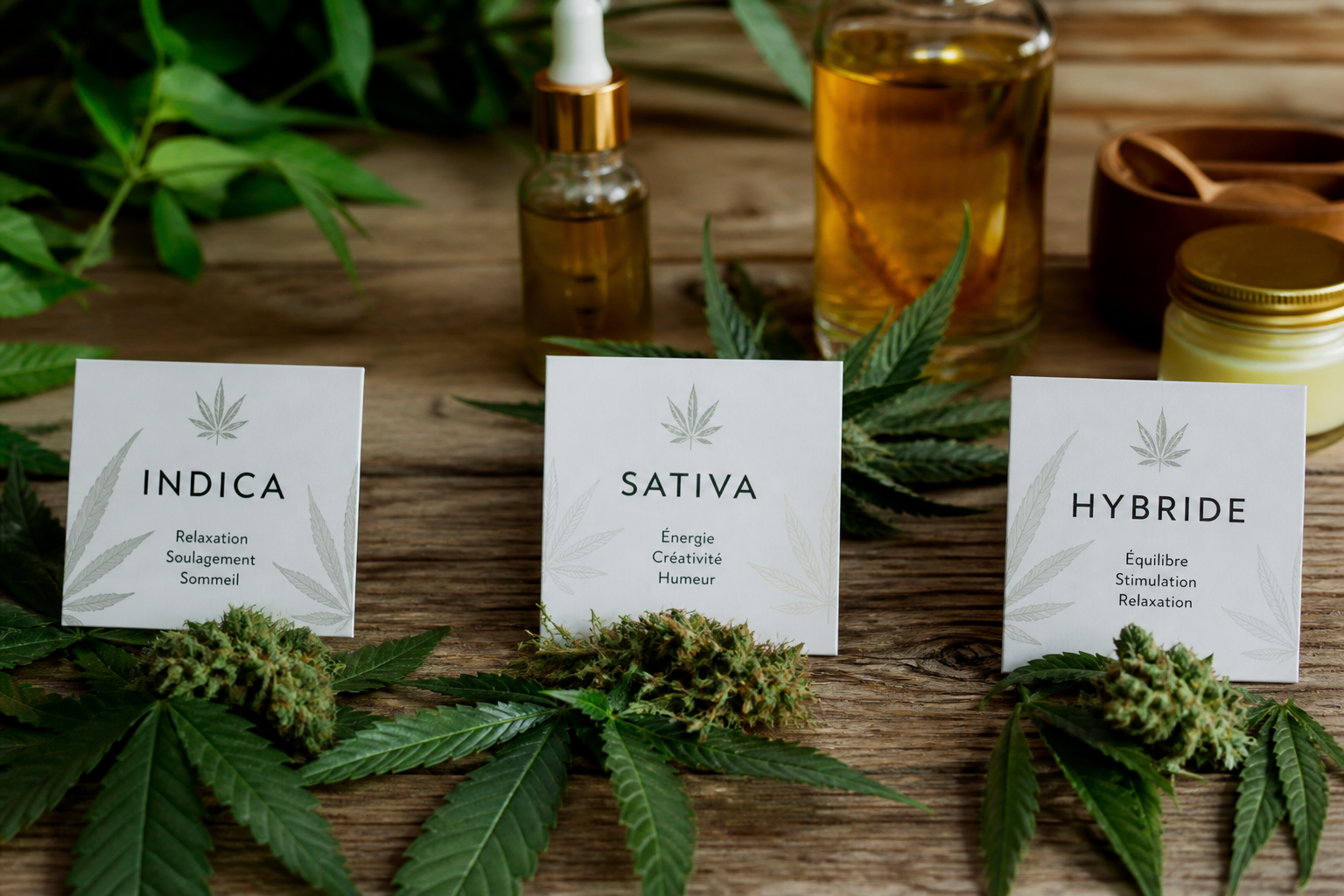 Les variétés de CBD expliquées simplement : indica, sativa, hybride
