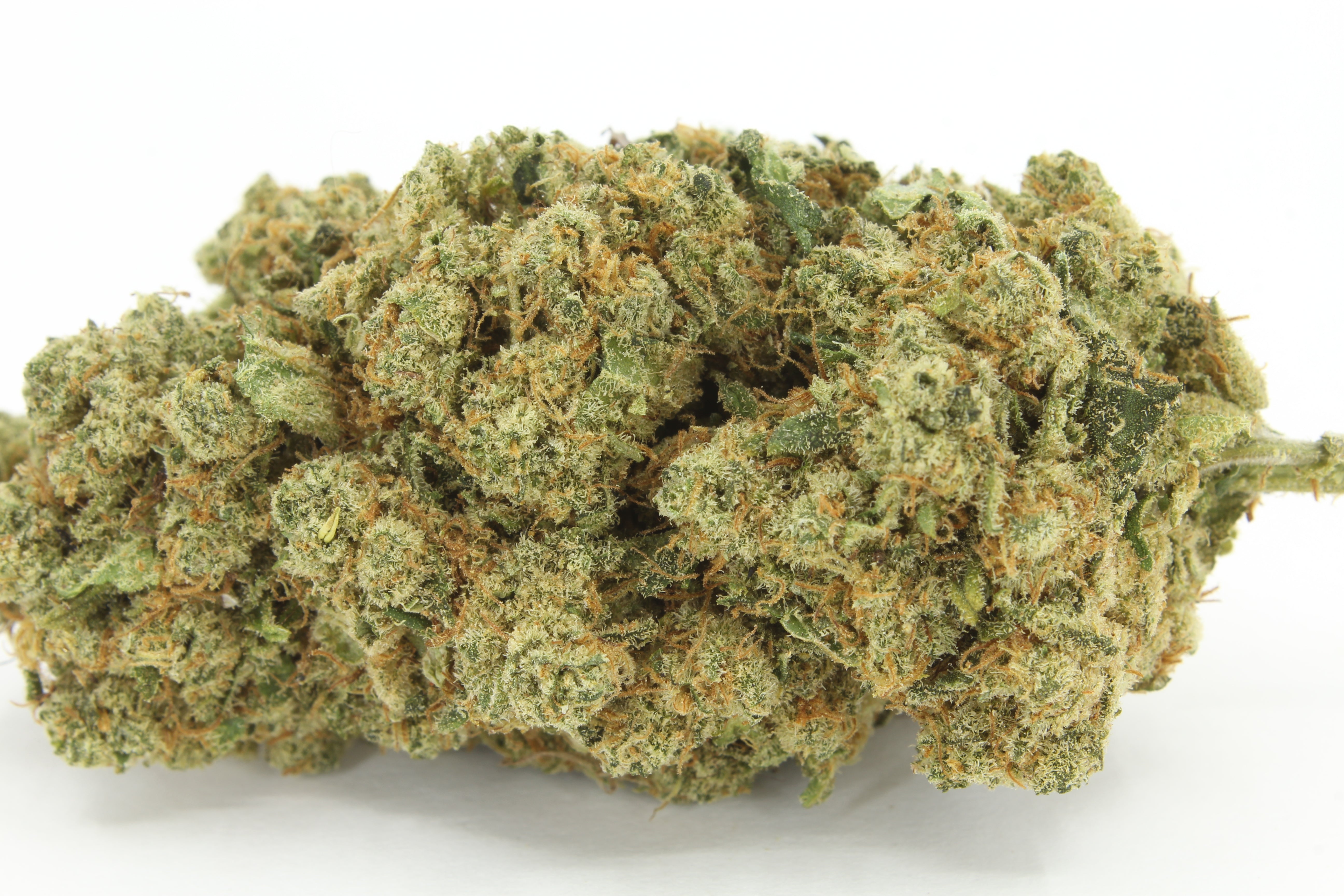fleurs de white widow vue de près