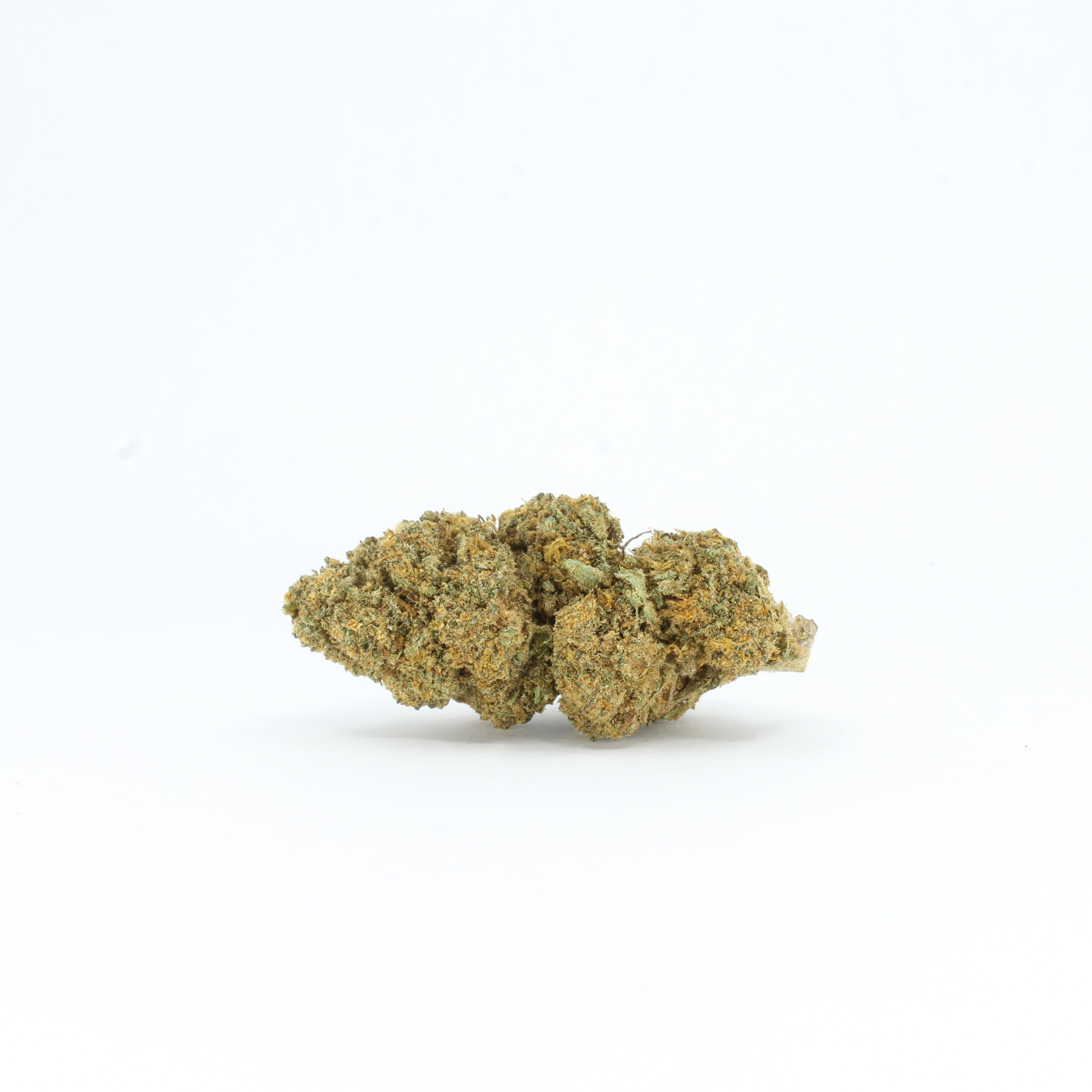 Orange Bud