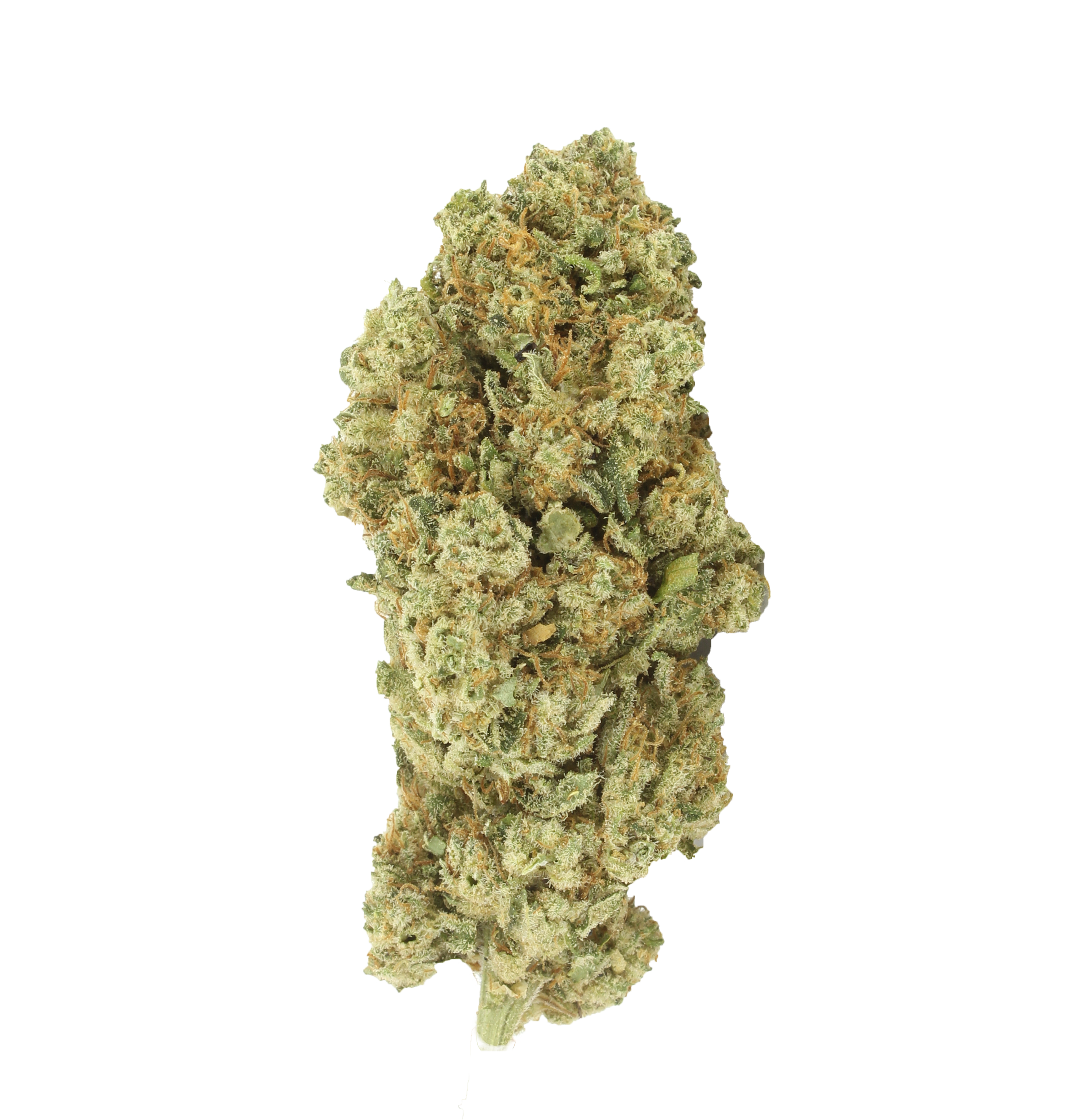 fleurs de white widow sans fond