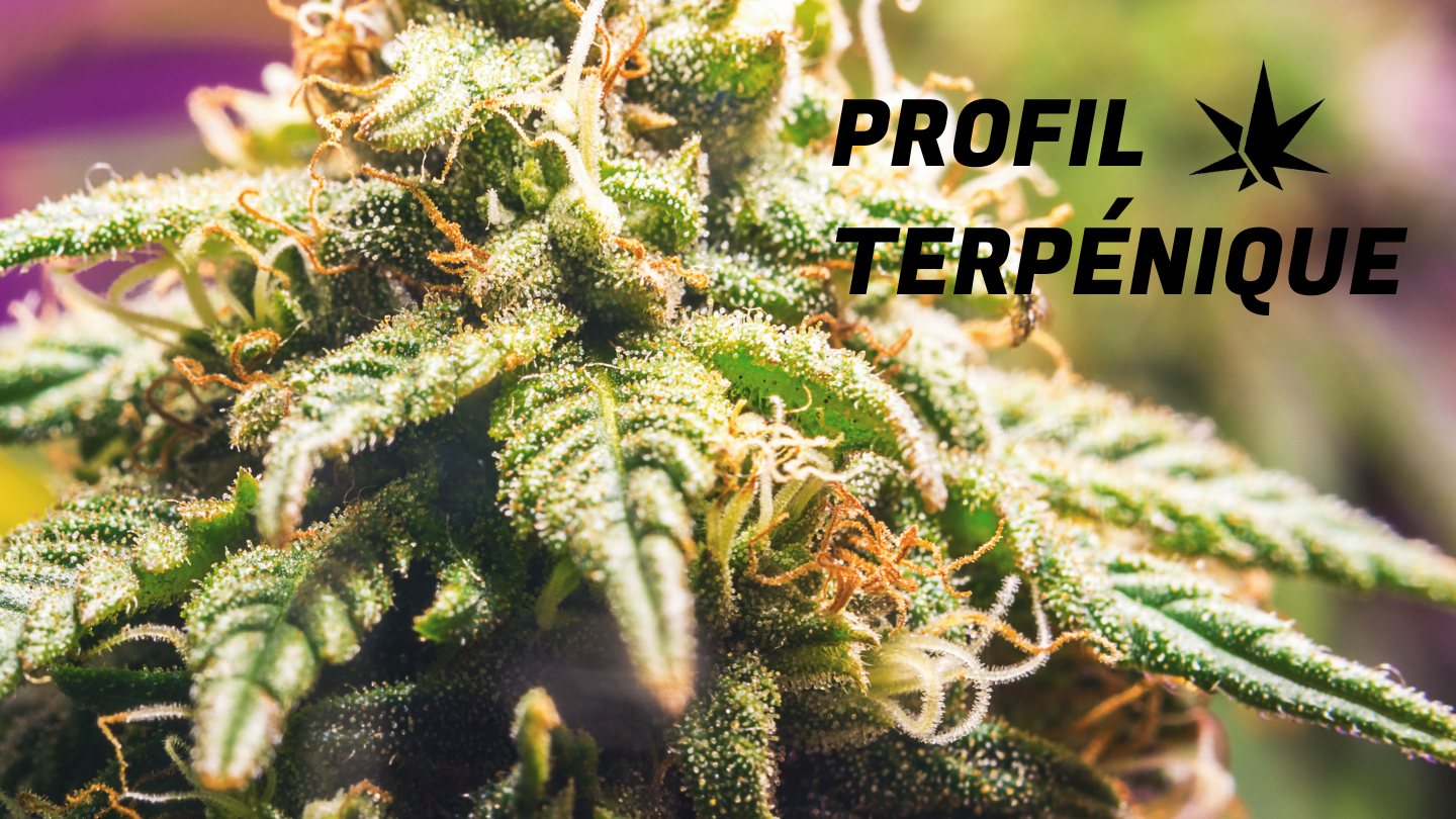 Guide Complet des Terpènes : Découvres le secret des fleurs de CBD