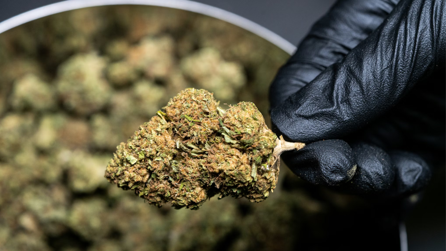 Guide ultime du CBD : tout comprendre avant d’acheter