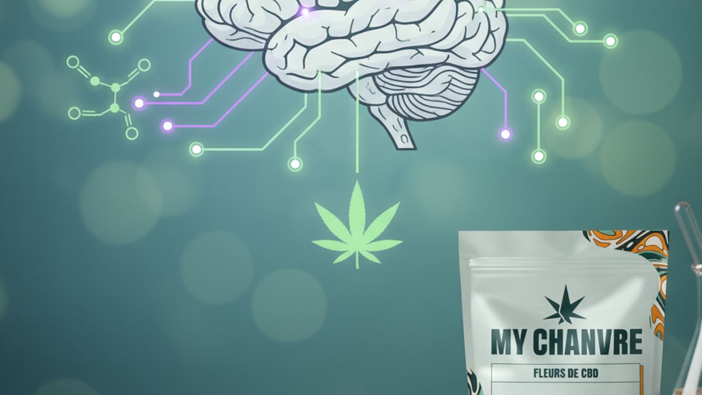 Le système endocannabinoïde expliqué simplement