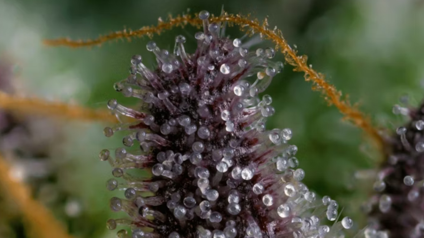 Trichomes : ce que disent vraiment ces petits cristaux sur la qualité du CBD