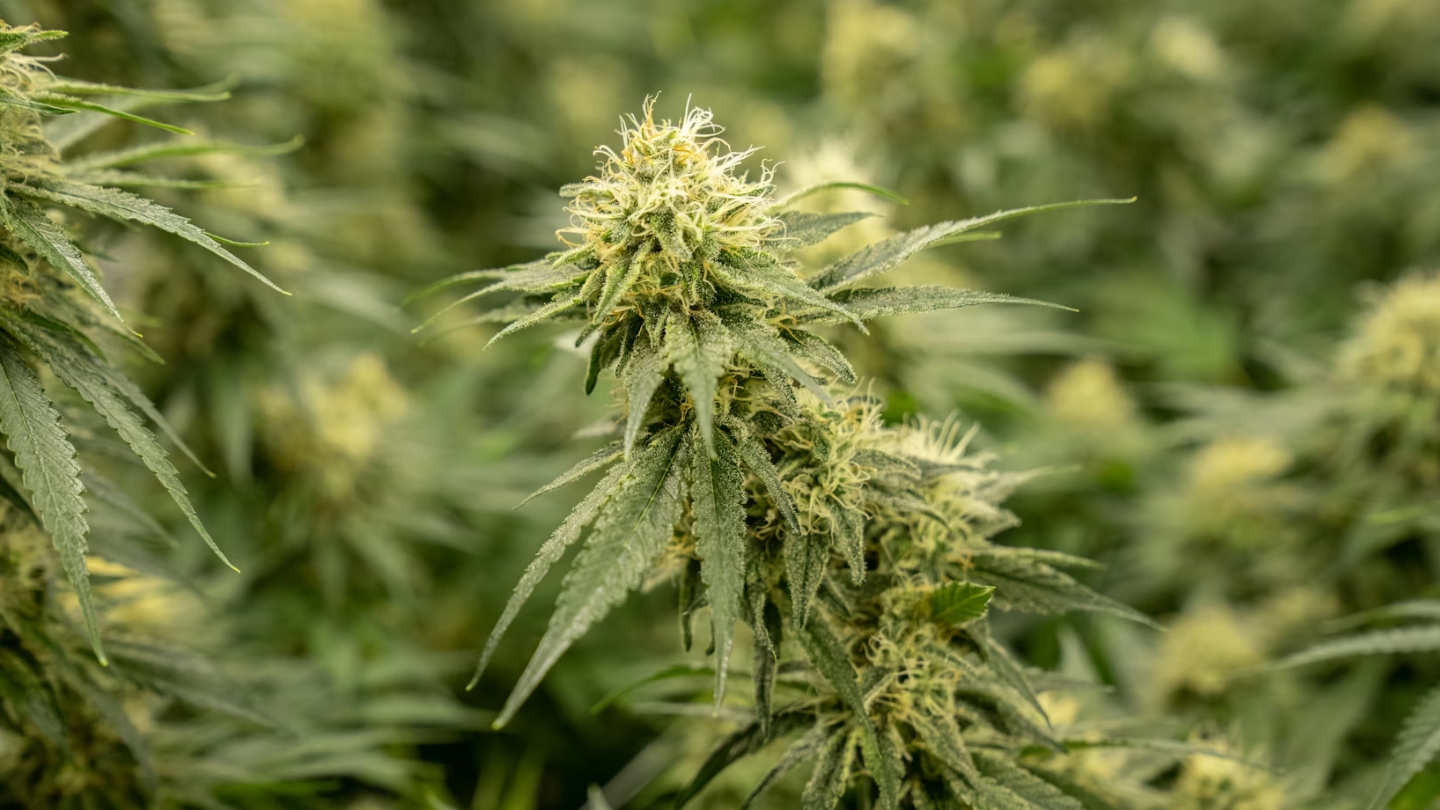 Le goût du CBD est-il naturel ?