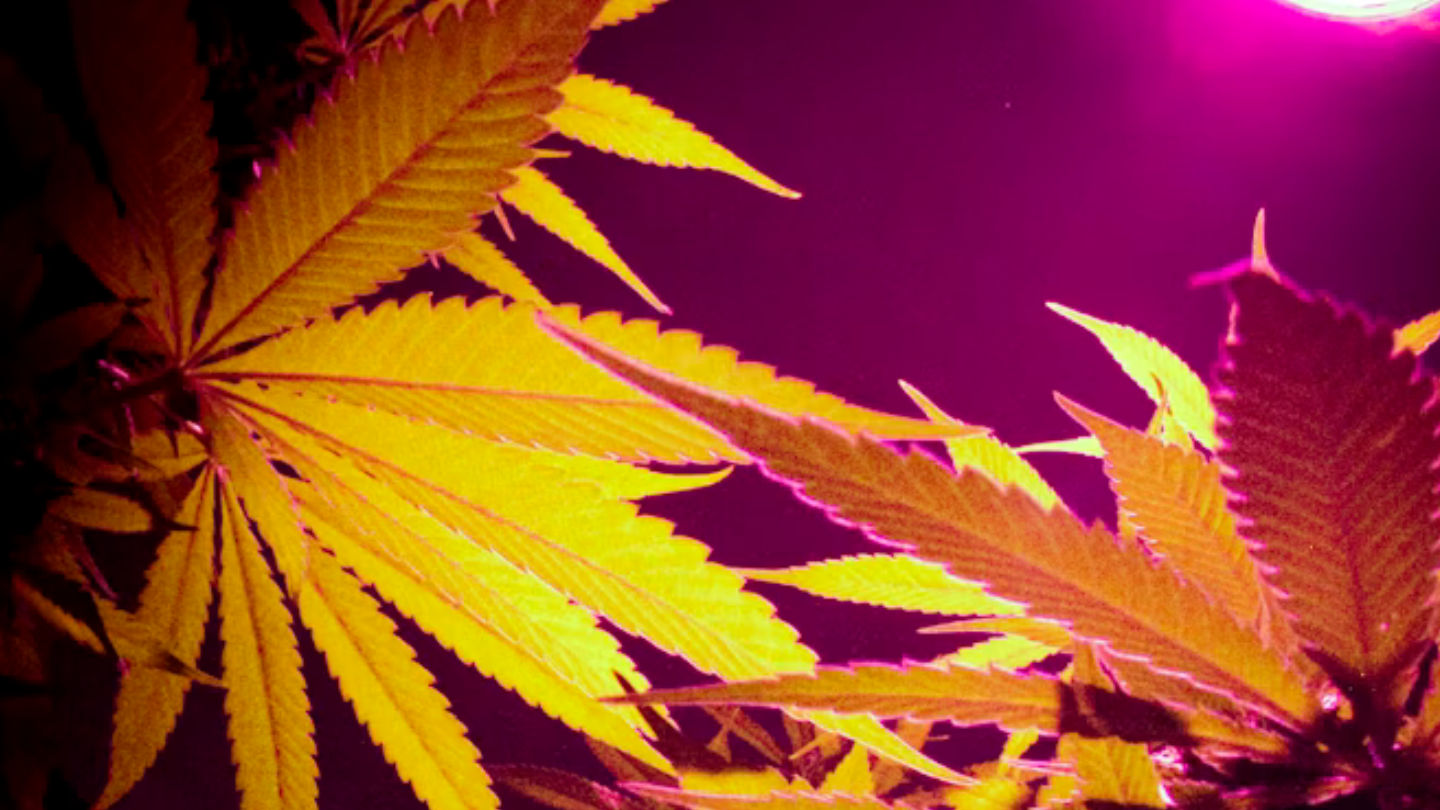 Couleurs du cannabis : vert clair, violet, orange… ça change quoi vraiment ?