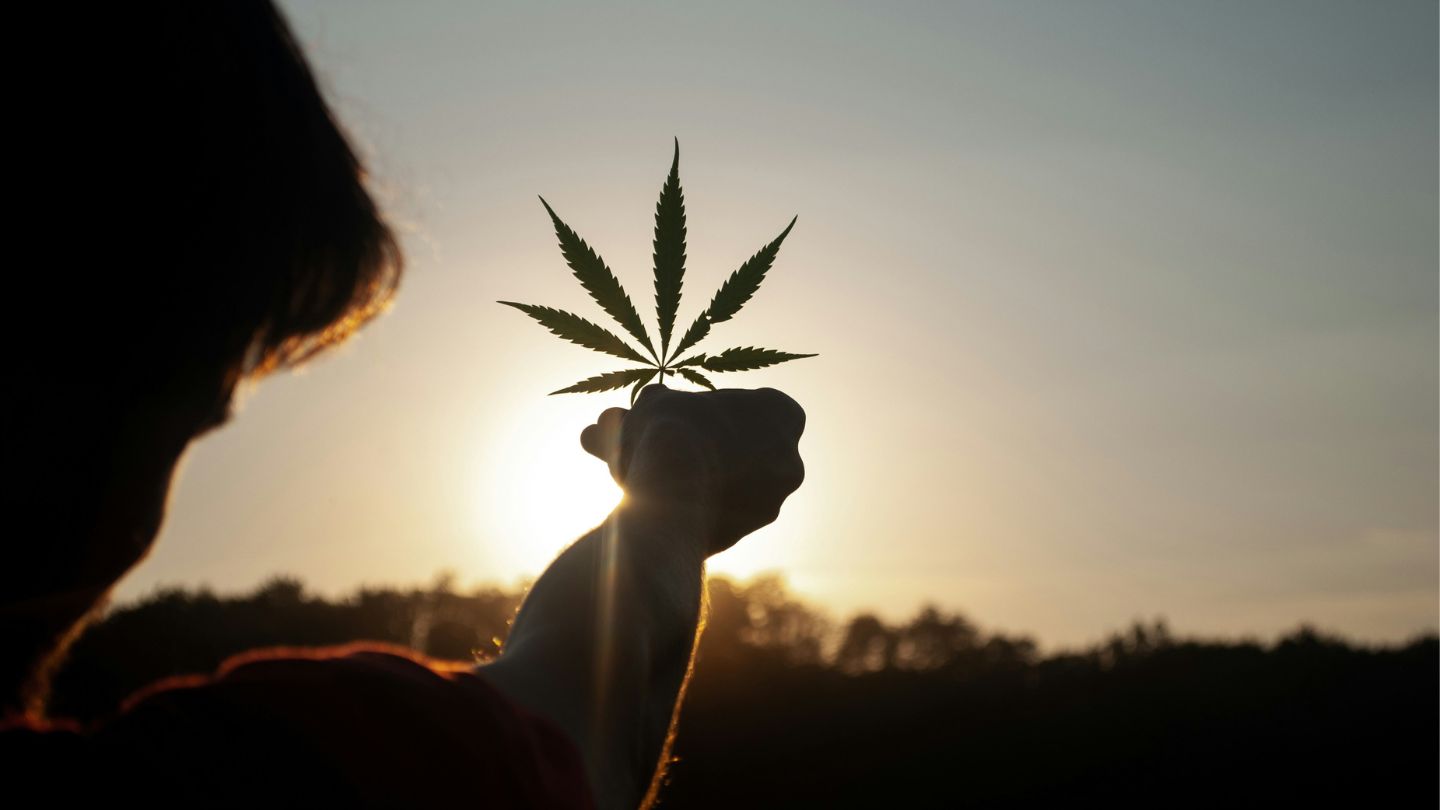 C’est quoi le CBD 3x Filtré ? La crème de la crème du hash