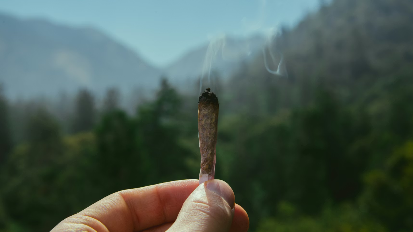 Pourquoi le CBD dérange encore autant ?