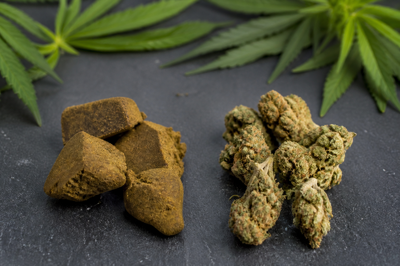 Résine CBD ou fleur CBD : comment choisir