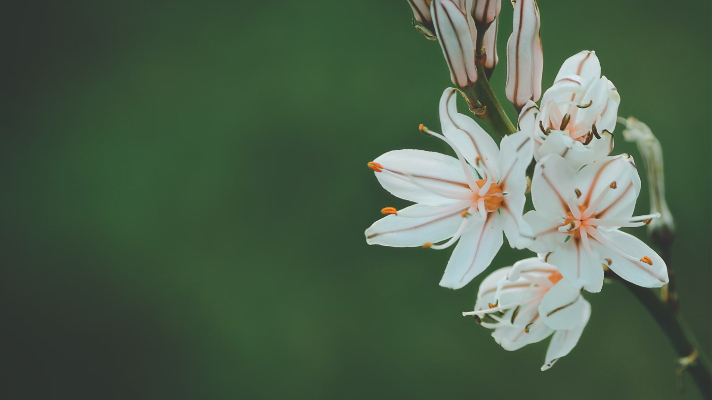 5 plantes relaxantes à associer avec le CBD pour une détente absolue