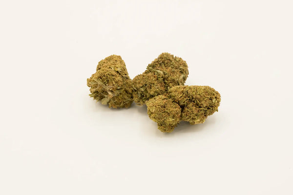 AURORA INDICA 𝟭𝟲%
