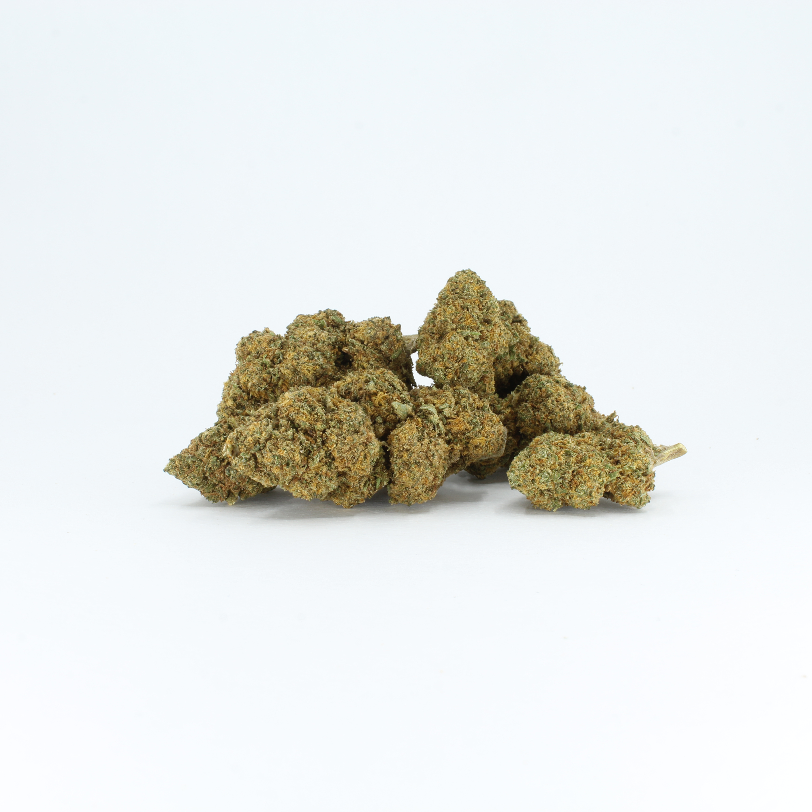 Orange Bud