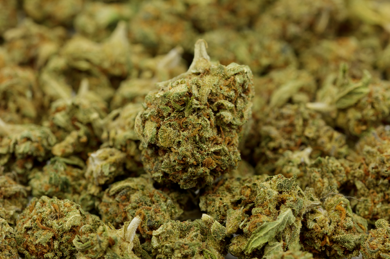 MANGO KUSH 𝟭𝟰,𝟱%